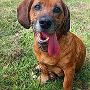 Daisy a rejoint le concours — aidez-le/la à gagner de superbes lots ! dog, brown_dog, grass, outdoor, pet, tongue_out, happy, canine, animal, nature, sitting, ears, collar, muzzle, paw, fur, snout, daylight, field, playful