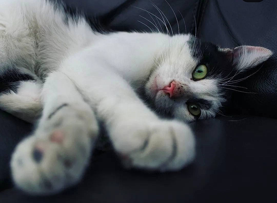 Ghinzu participe au concours pour gagner de l'argent avec cette photo : carnivore, cat, claw, comfort, domestic_short_haired_cat, felidae, foot, fur, nap, paw, small_to_medium_sized_cats, snout, tail, vehicle_registration_plate, whiskers