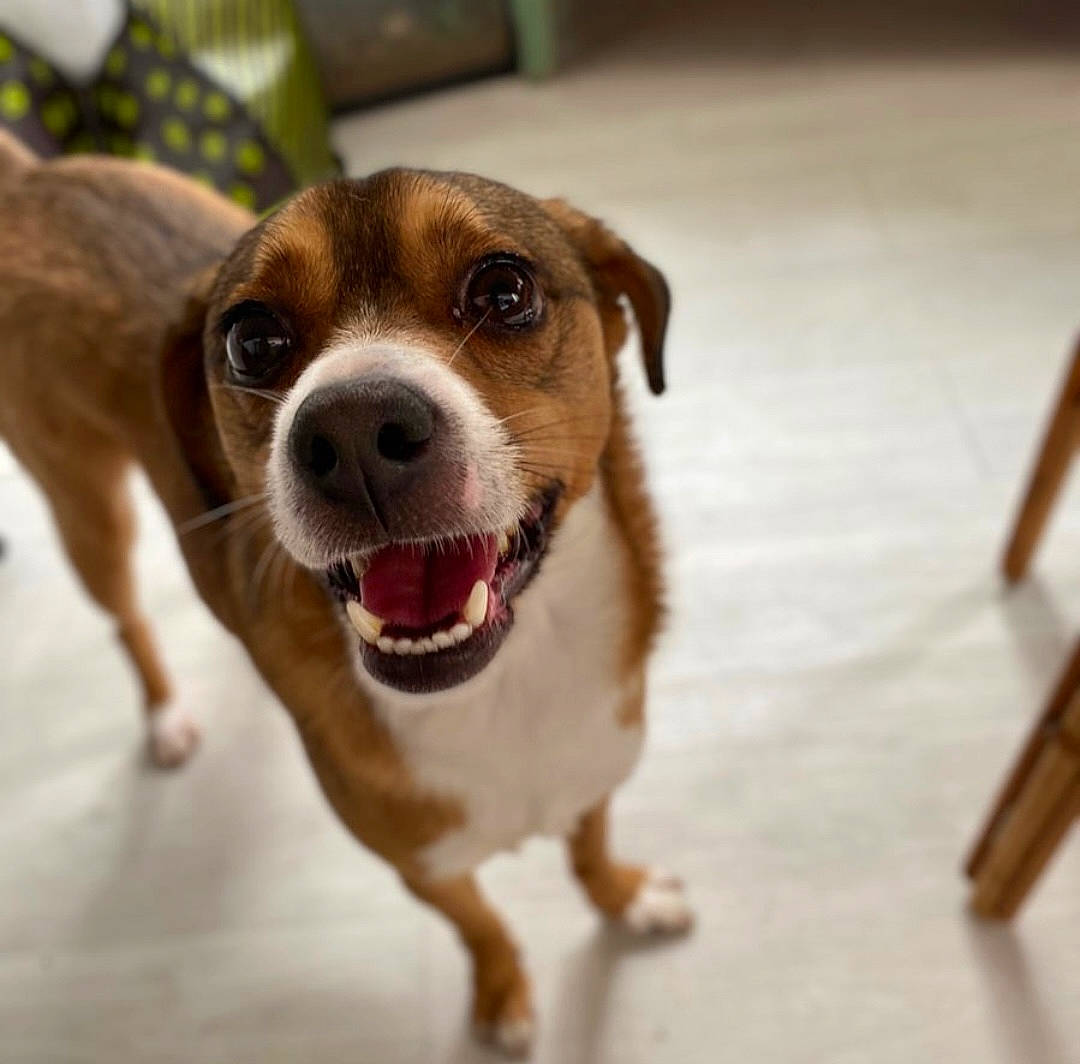 Leiko a rejoint le concours — aidez-le/la à gagner de superbes lots ! canidae, carnivore, collar, companion_dog, dog, dog_breed, eye, fawn, fur, hardwood, paw, plant, puppy, snout, sporting_group, street_dog, terrestrial_animal, whiskers, wood, working_animal