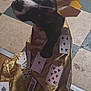 Ariel is registered to the contest to win money with this photo: dog, playing_cards, costume, crown, golden_cape, indoor, floor_tiles, black_and_white_dog, pet, animal, card_game, dress_up, looking_up, curious, regal, seated, fabric, handmade, funny_costume, portrait