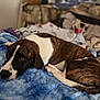 dog, brindle, white, lying_down, blanket, blue, indoor, pet, canine, resting, fur, bedroom, cozy, relaxed, animal, domestic, companion, soft_texture, portrait, sleepy