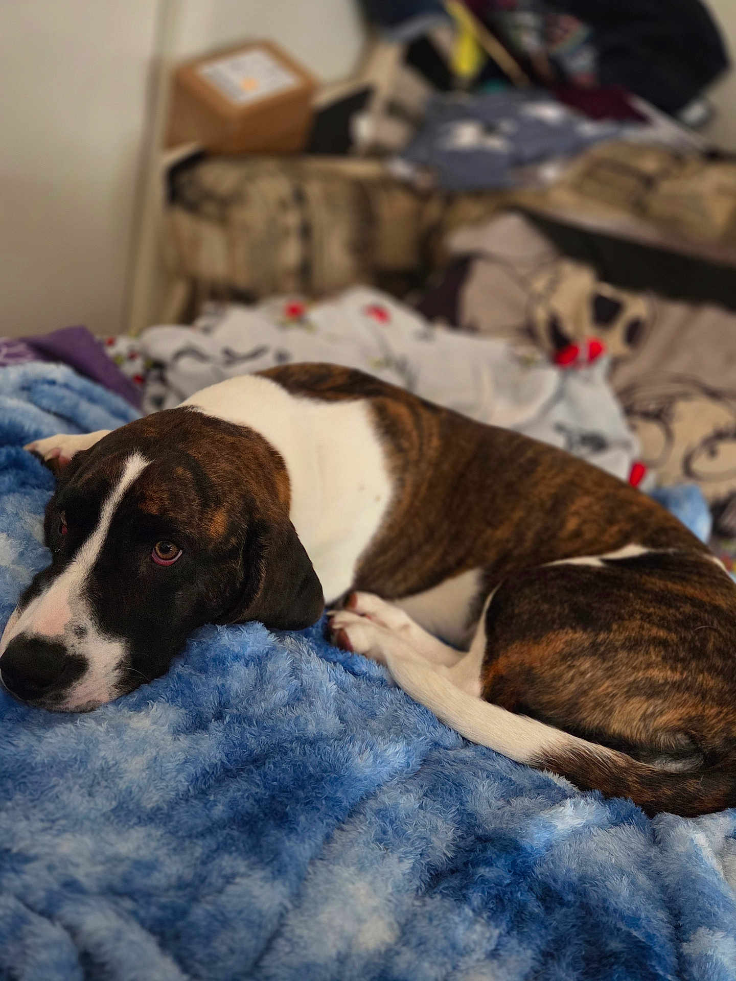 Ariel is registered to the contest to win money with this photo: dog, brindle, white, lying_down, blanket, blue, indoor, pet, canine, resting, fur, bedroom, cozy, relaxed, animal, domestic, companion, soft_texture, portrait, sleepy