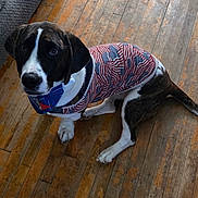 Ariel joined the competition — help win amazing prizes! dog, canine, pet, indoor, wooden_floor, bandana, clothing, american_flag, patterned_shirt, brown, white, black, sitting, looking_up, ears, tail, flooring, cute, domestic_animal, portrait