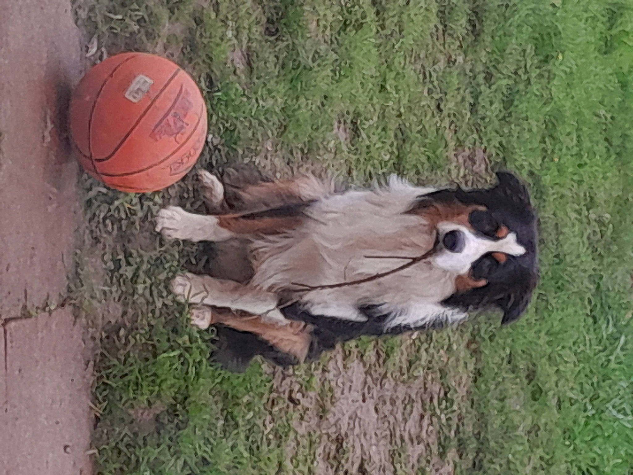 Sheldon participe au concours pour gagner de l'argent avec cette photo : ball, basketball, canidae, carnivore, companion_dog, dog, dog_breed, fawn, fur, grass, plant, snout, sporting_group, sports_equipment, tail, team_sport, tree, wood, working_animal