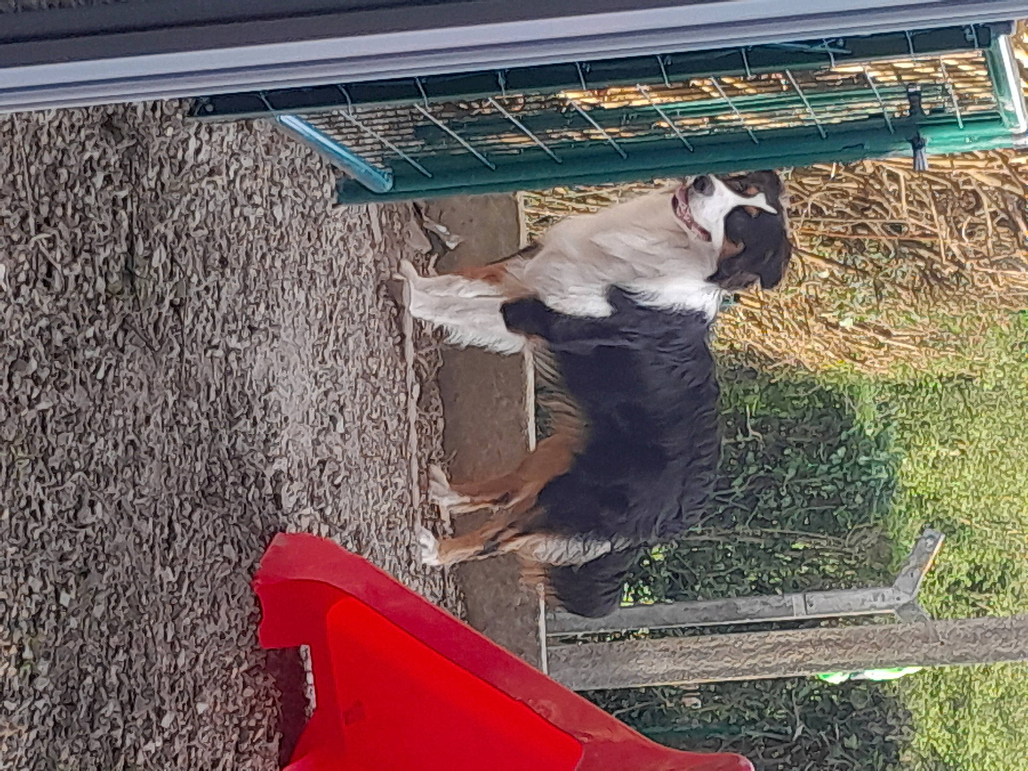 Sheldon a rejoint le concours — aidez-le/la à gagner de superbes lots ! agriculture, canidae, carnivore, companion_dog, dog, dog_breed, fur, grass, pet_supply, sporting_group, tail, terrestrial_animal, trunk, wood, working_animal