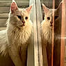 cat, white_cat, fluffy, long_hair, feline, pet, animal, reflection, mirror, glass, sitting, indoors, portrait, closeup, ears, whiskers, green_eyes, wooden_background, warm_lighting, symmetry