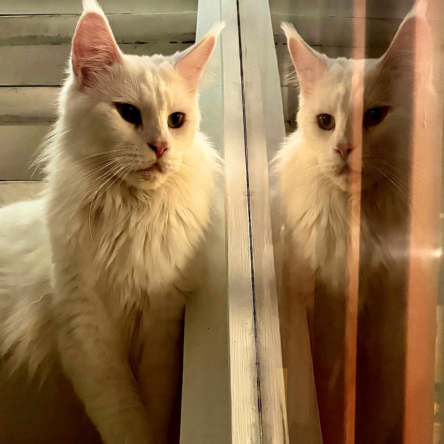 Flocon participe au concours pour gagner de l'argent avec cette photo : cat, white_cat, fluffy, long_hair, feline, pet, animal, reflection, mirror, glass, sitting, indoors, portrait, closeup, ears, whiskers, green_eyes, wooden_background, warm_lighting, symmetry