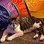 animal, carpet, cat, collar, colorful, cute, domestic, feline, fur_pattern, indoor, orange, paws, pet, play_tunnel, purple, relaxed, resting, tabby, white_fur, yellow