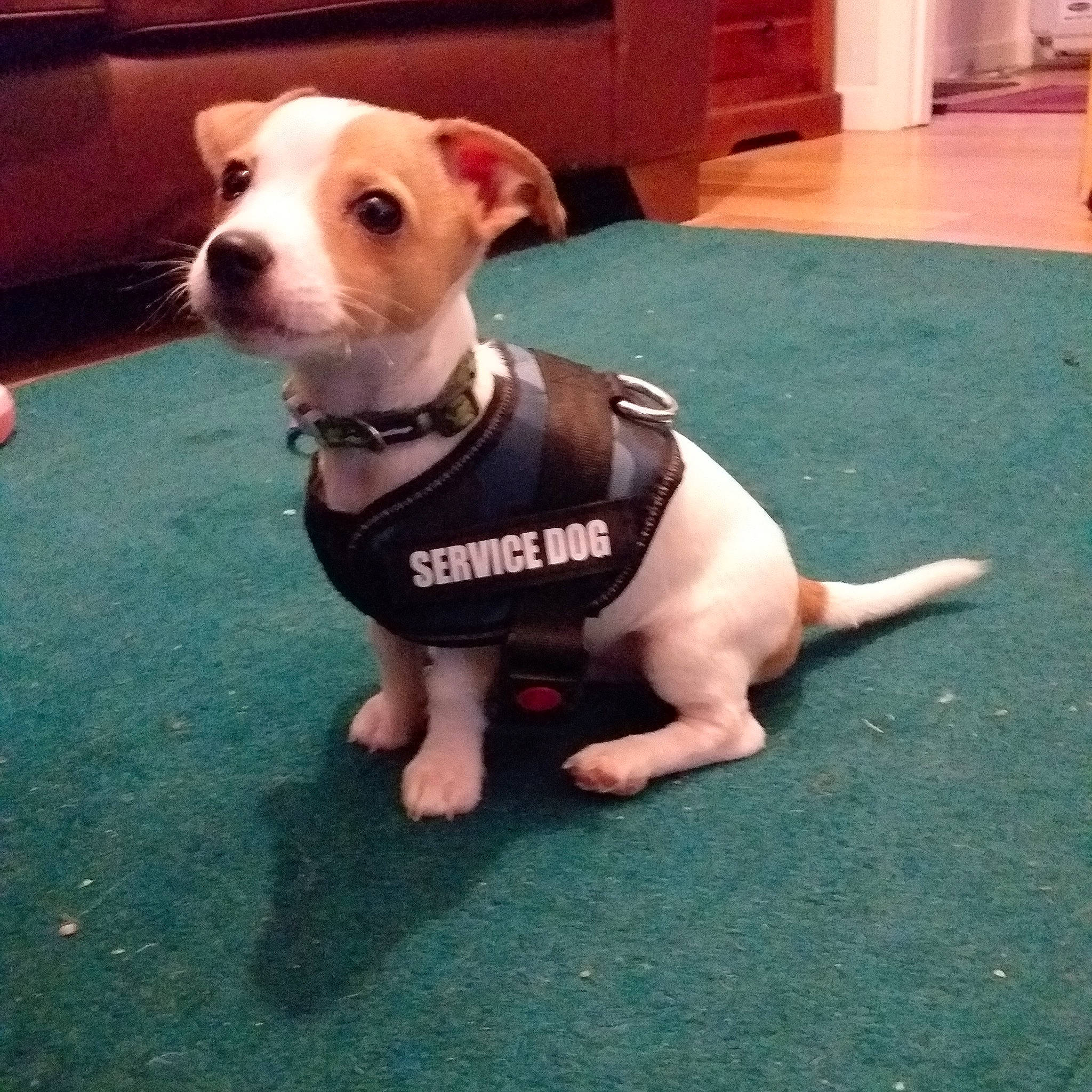 Colin joined the competition — help win amazing prizes! american_bulldog, american_pit_bull_terrier, american_staffordshire_terrier, canidae, carnivore, companion_dog, dog, dog_breed, dog_clothes, fawn, jack_russell_terrier, mammal, non_sporting_group, pit_bull, puppy, rare_breed_dog, snout, staffordshire_bull_terrier, tail, vertebrate