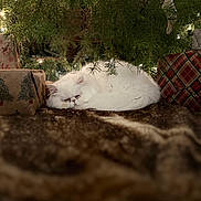 Baby is registered to the contest to win money with this photo: cat, white_cat, sleeping, christmas_tree, holiday_lights, presents, gift_wrap, indoor, cozy, fur, pet, animal, christmas_decor, blanket, festive, relaxation, holiday, tree_branches, ornament, soft