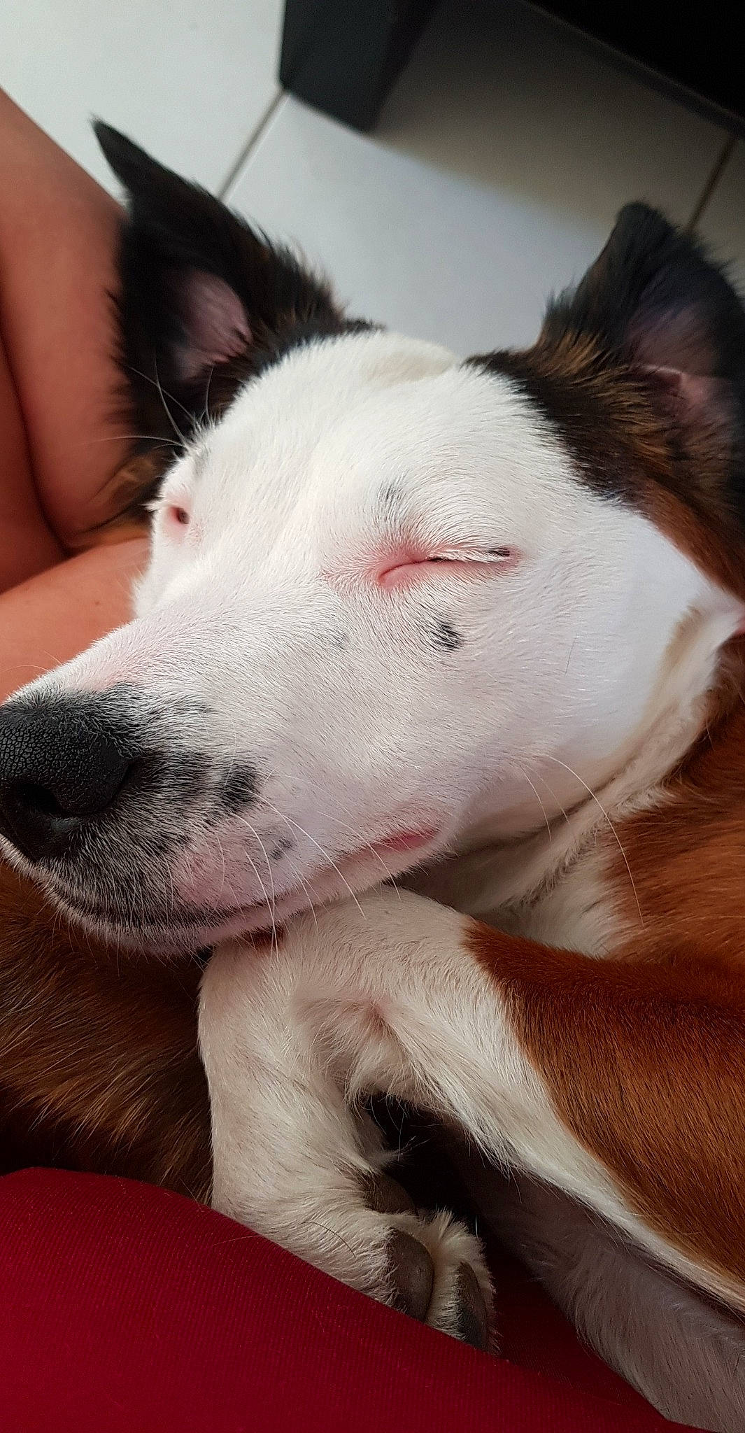 Pagaille a rejoint le concours — aidez-le/la à gagner de superbes lots ! bull_terrier_miniature, canidae, carnivore, companion_dog, dog, dog_breed, ear, fawn, fur, mammal, nap, non_sporting_group, nose, puppy_love, skin, snout, sporting_group, vertebrate, whiskers