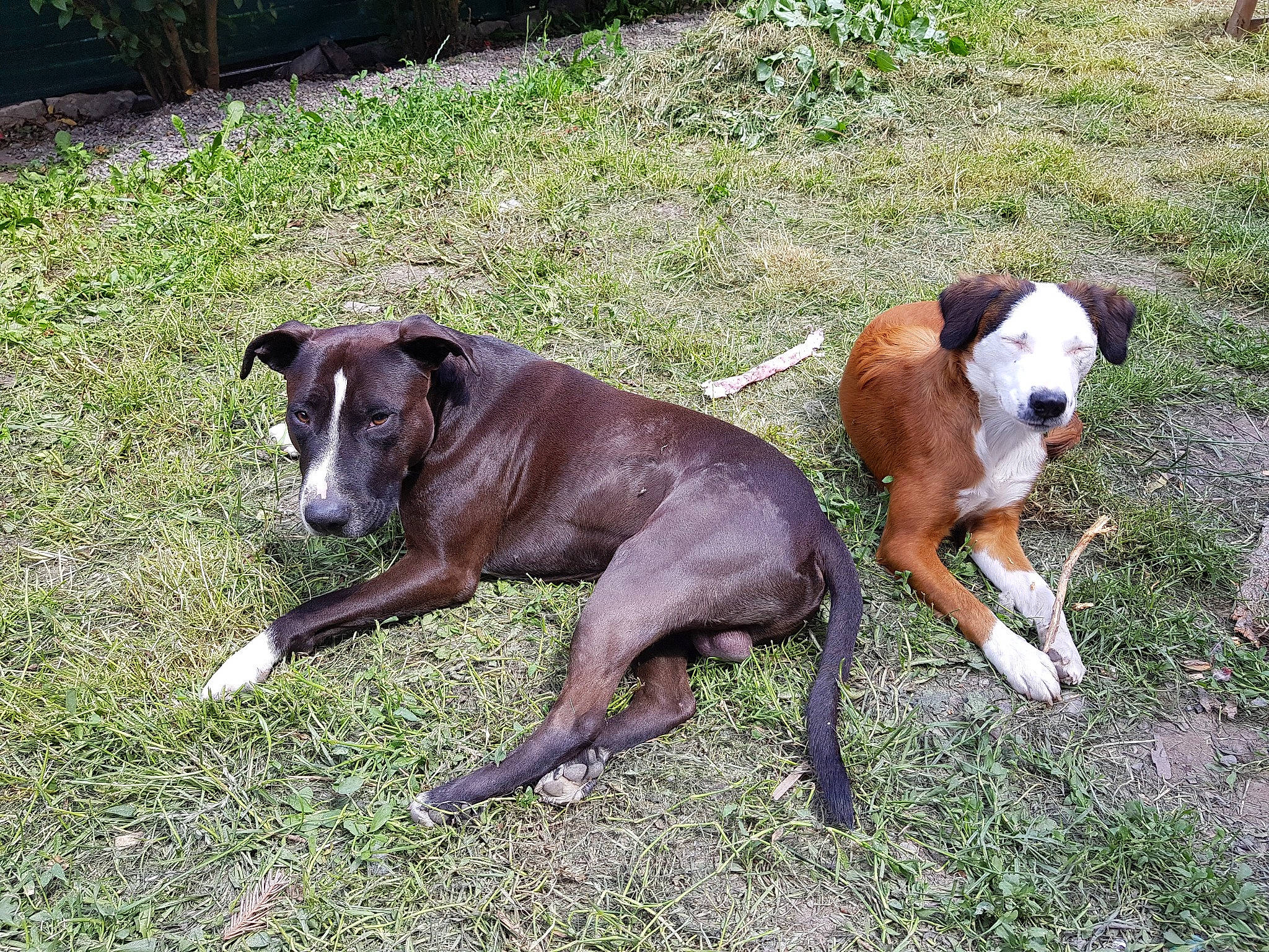 Pagaille participe au concours pour gagner de l'argent avec cette photo : american_staghound, canidae, carnivore, companion_dog, dog, dog_breed, eurohound, fawn, galgo_espanol, grass, greyhound, hunting_dog, italian_greyhound, lurcher, magyar_agar, mammal, mountain_cur, snout, sporting_group, vertebrate