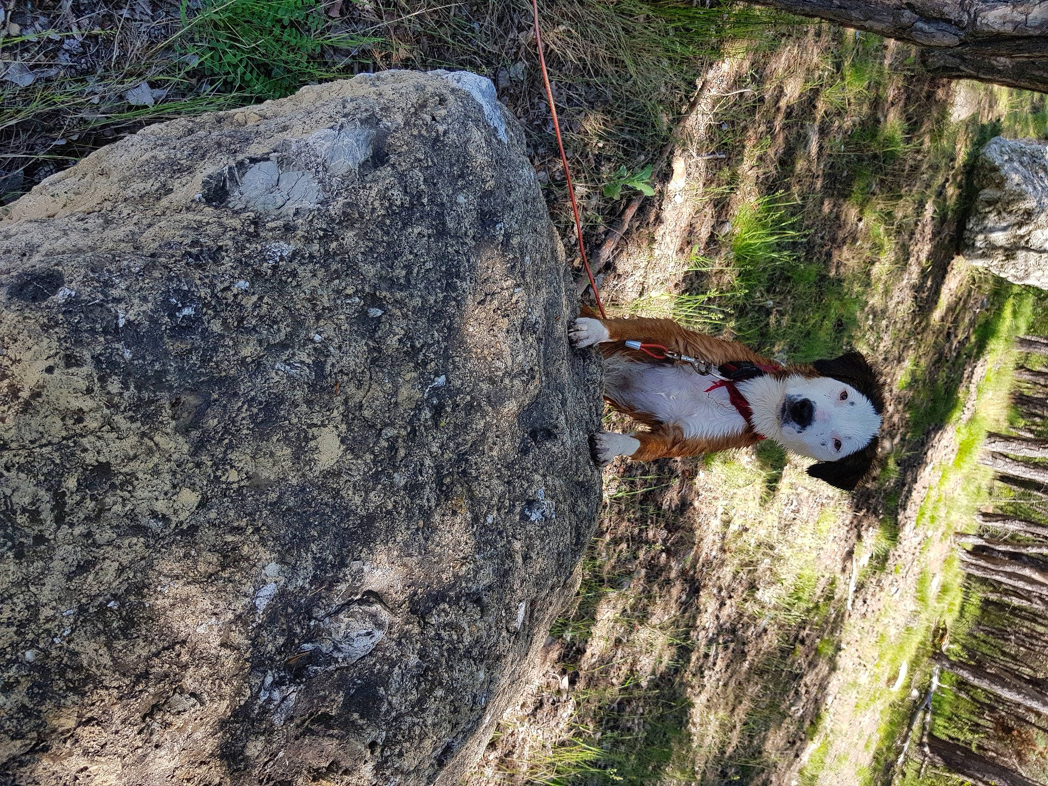 Pagaille a rejoint le concours — aidez-le/la à gagner de superbes lots ! adaptation, bedrock, boulder, geological_phenomenon, geology, outcrop, plant, rock, tree, trunk, wilderness