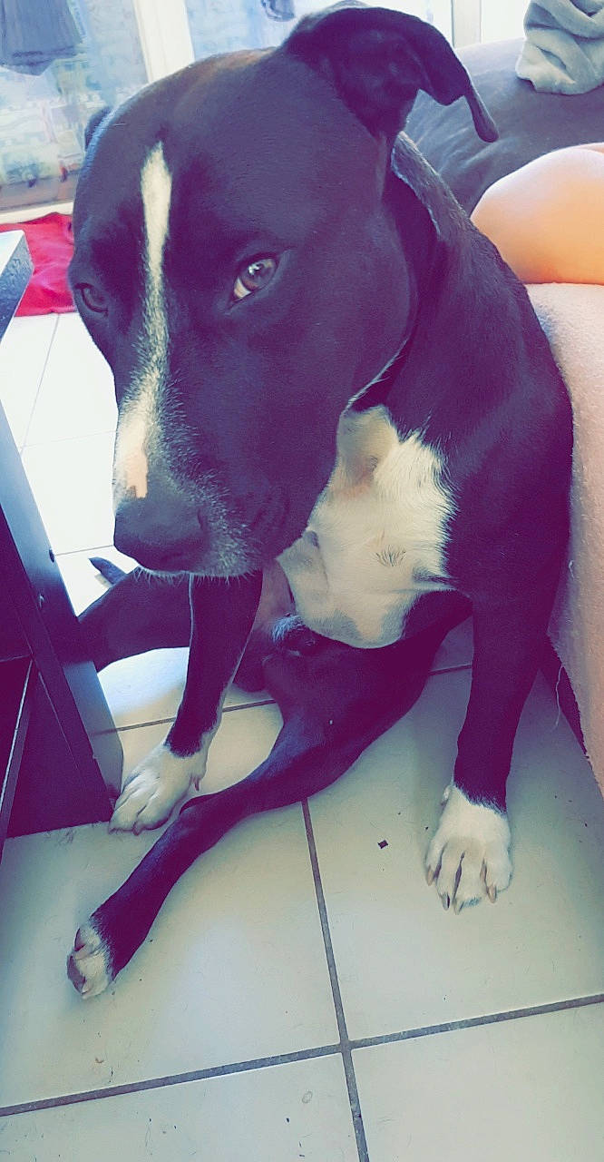 Narko participe au concours pour gagner de l'argent avec cette photo : american_pit_bull_terrier, american_staffordshire_terrier, borador, canidae, carnivore, dog, dog_breed, ear, fawn, great_dane, mammal, non_sporting_group, nose, pit_bull, puppy, snout, sporting_group, staffordshire_bull_terrier, tail, whiskers