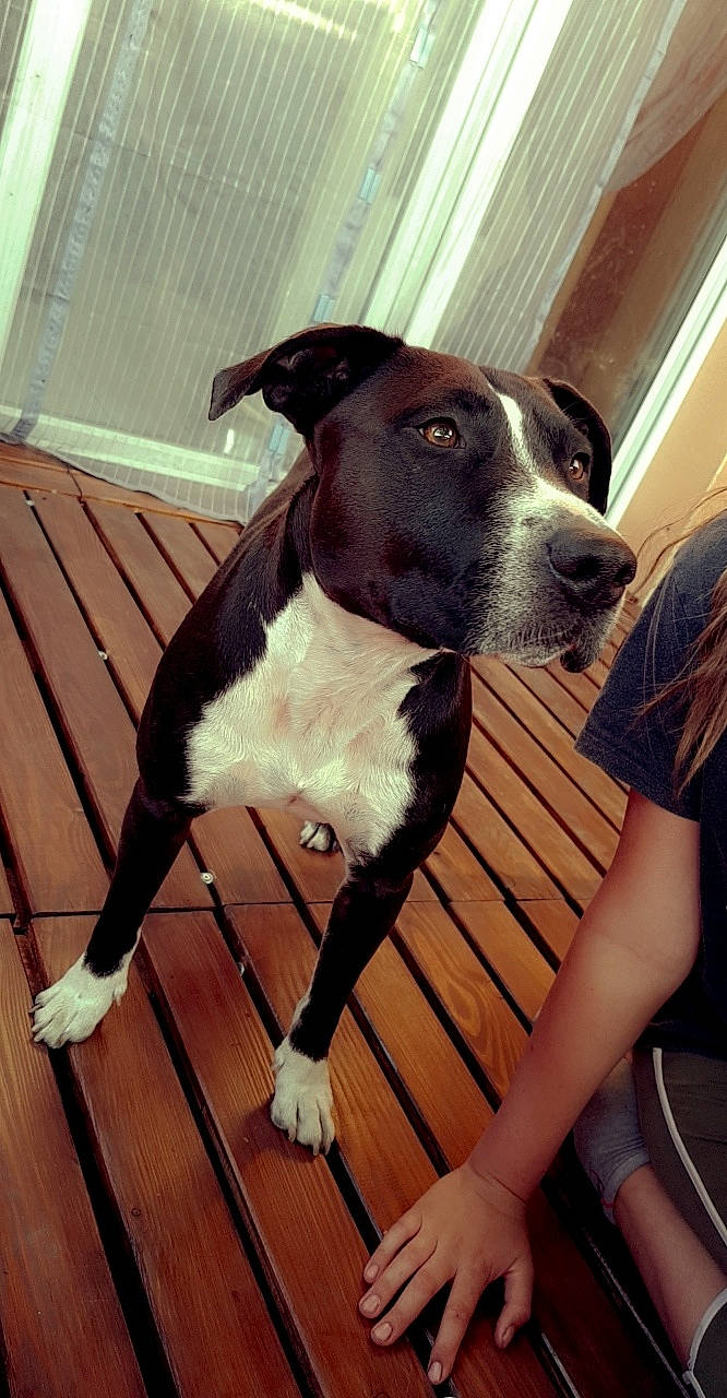 Narko a rejoint le concours — aidez-le/la à gagner de superbes lots ! american_pit_bull_terrier, american_staffordshire_terrier, canidae, carnivore, companion_dog, dog, dog_breed, fawn, mammal, mcnab, non_sporting_group, pit_bull, snout, sporting_group, terrier, vertebrate, whiskers