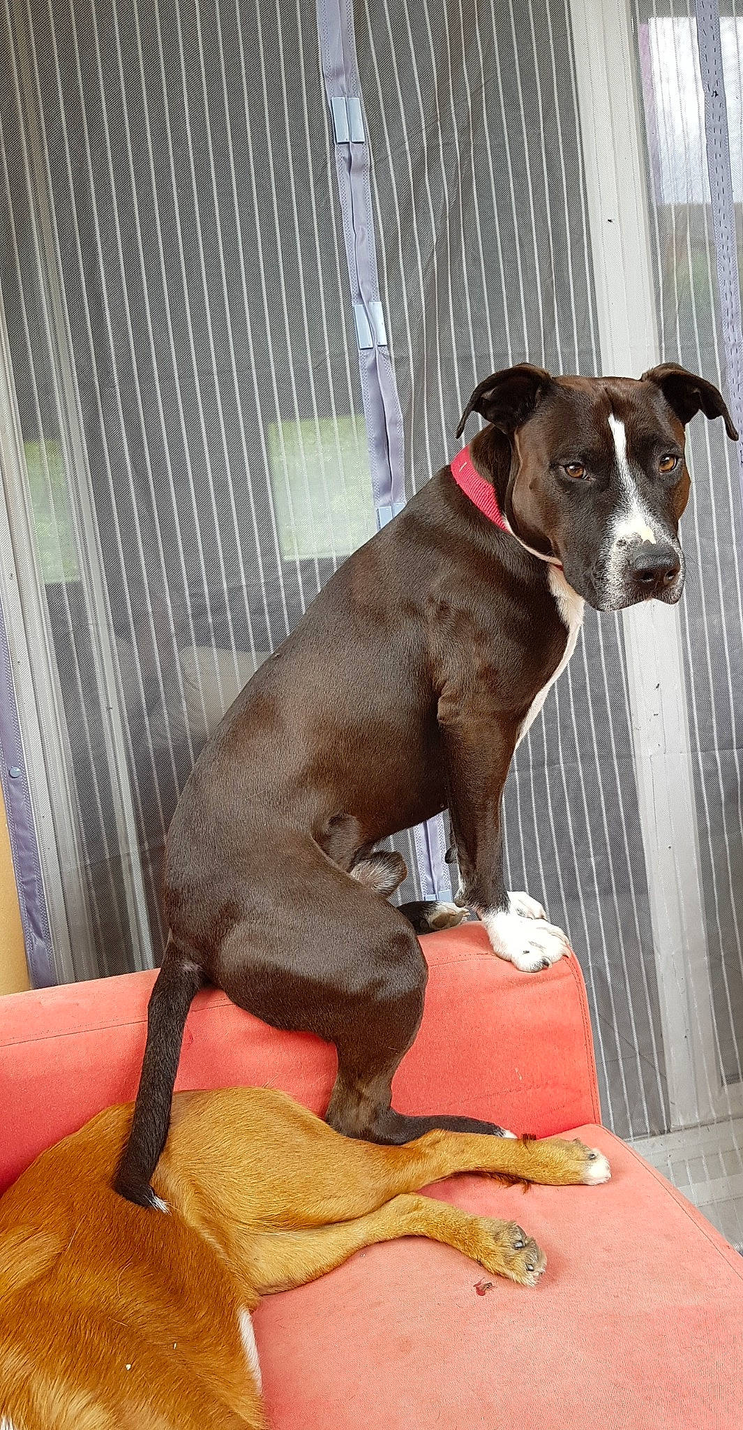 Narko a rejoint le concours — aidez-le/la à gagner de superbes lots ! american_pit_bull_terrier, american_staffordshire_terrier, canidae, carnivore, dog, dog_breed, dog_collar, fawn, non_sporting_group, pit_bull, snout, sporting_group, staffordshire_bull_terrier