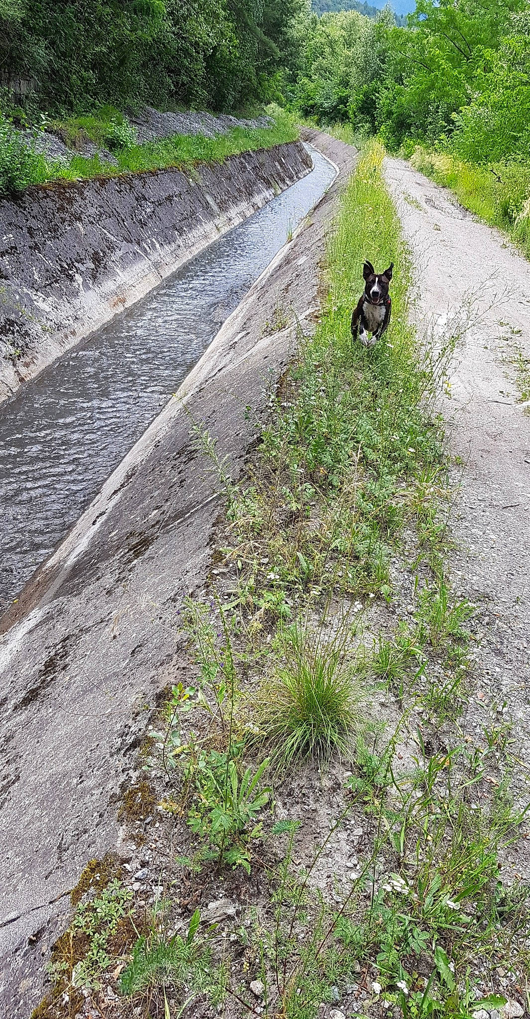 Narko a rejoint le concours — aidez-le/la à gagner de superbes lots ! canidae, geological_phenomenon, grass, grass_family, plant, road, soil, sporting_group, thoroughfare, trail, tree