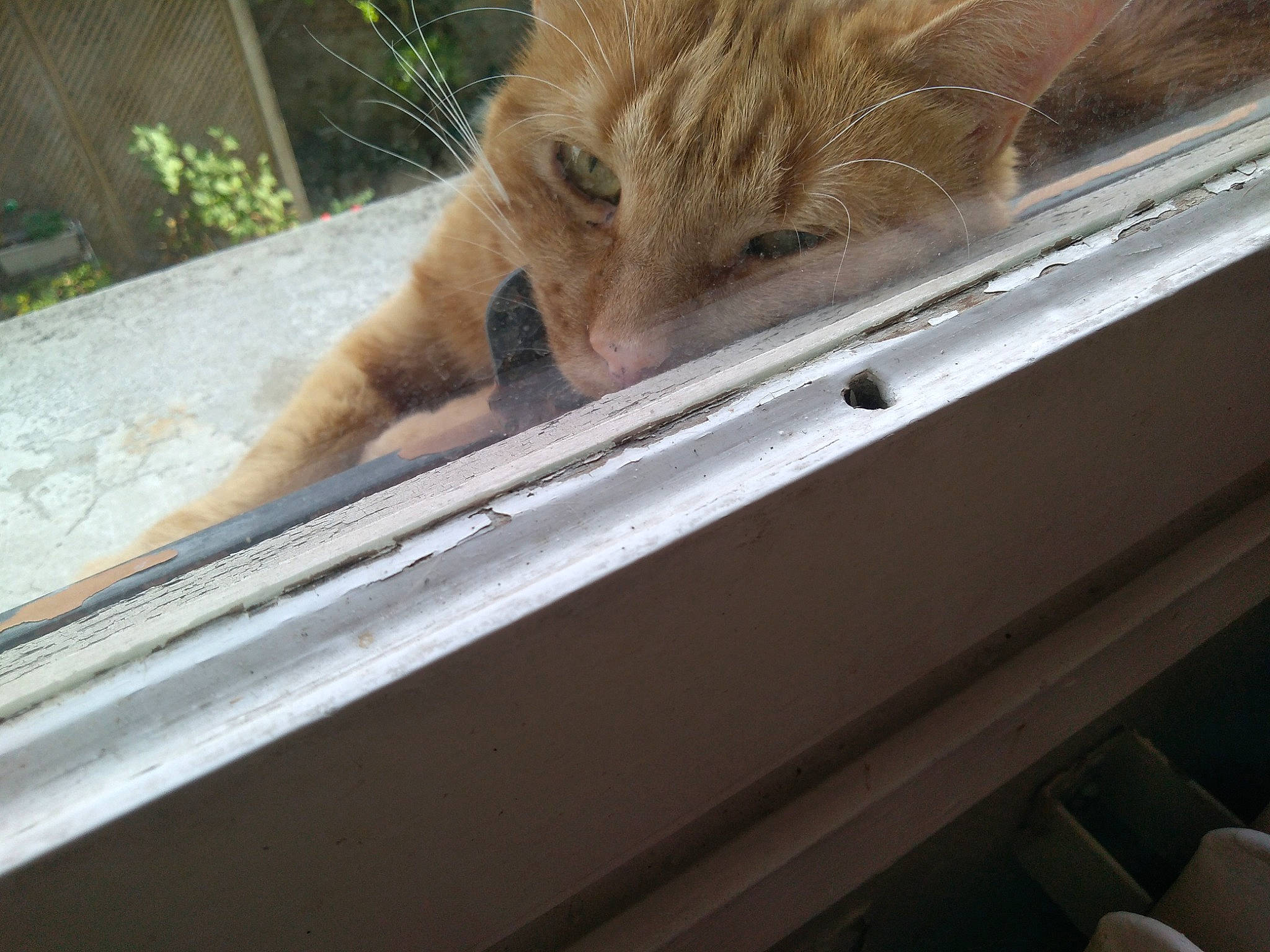 Microsoft participe au concours pour gagner de l'argent avec cette photo : carnivore, cat, fawn, felidae, fur, small_to_medium_sized_cats, snout, whiskers, window