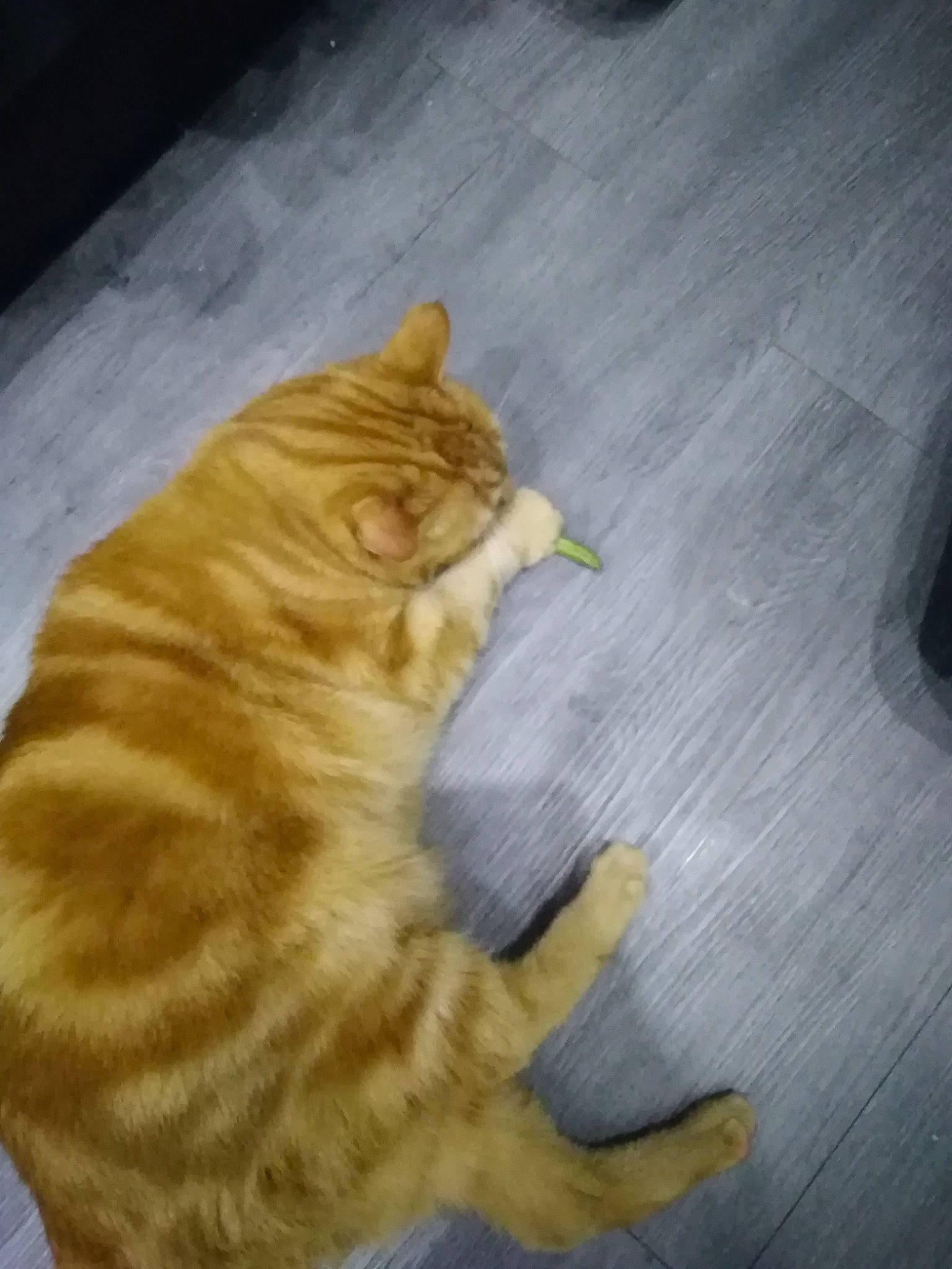 Microsoft participe au concours pour gagner de l'argent avec cette photo : carnivore, cat, claw, domestic_short_haired_cat, european_shorthair, fawn, felidae, floor, flooring, fur, hardwood, kitten, kurilian_bobtail, paw, small_to_medium_sized_cats, tabby_cat, tail, whiskers, wood, yellow