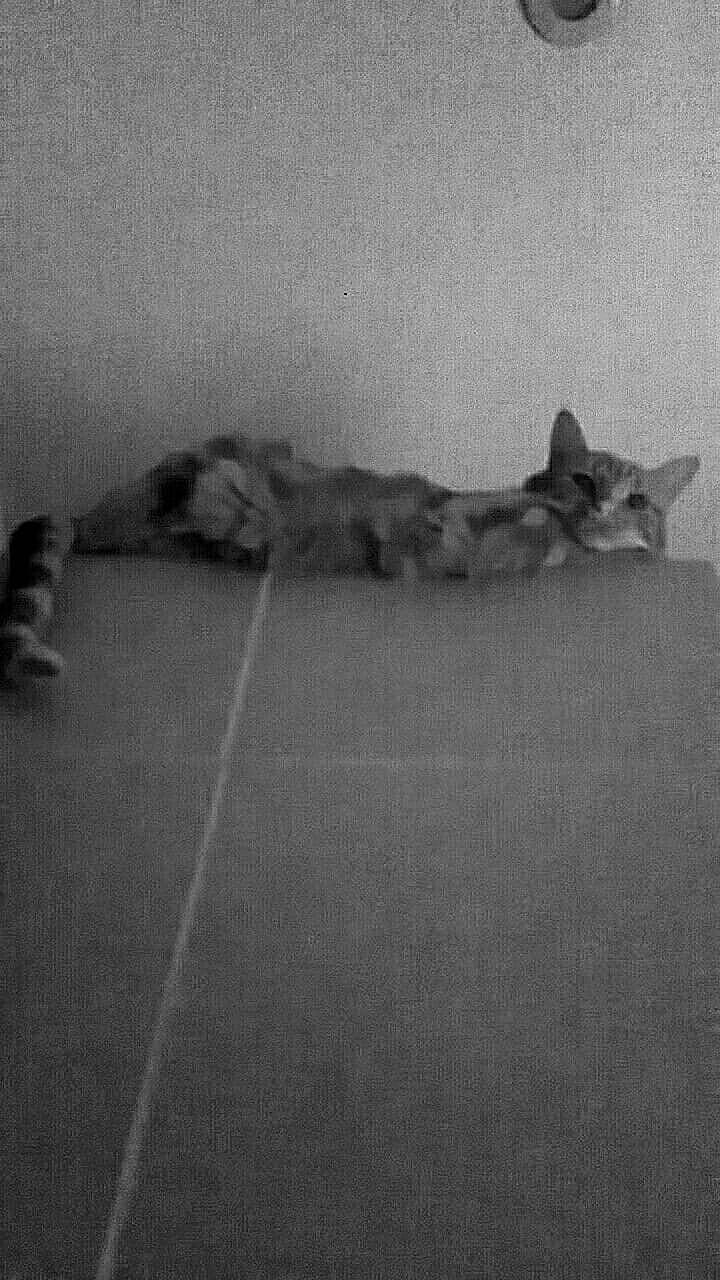 Microsoft a rejoint le concours — aidez-le/la à gagner de superbes lots ! black_and_white, carnivore, cat, domestic_short_haired_cat, european_shorthair, felidae, kitten, small_to_medium_sized_cats, tail, whiskers