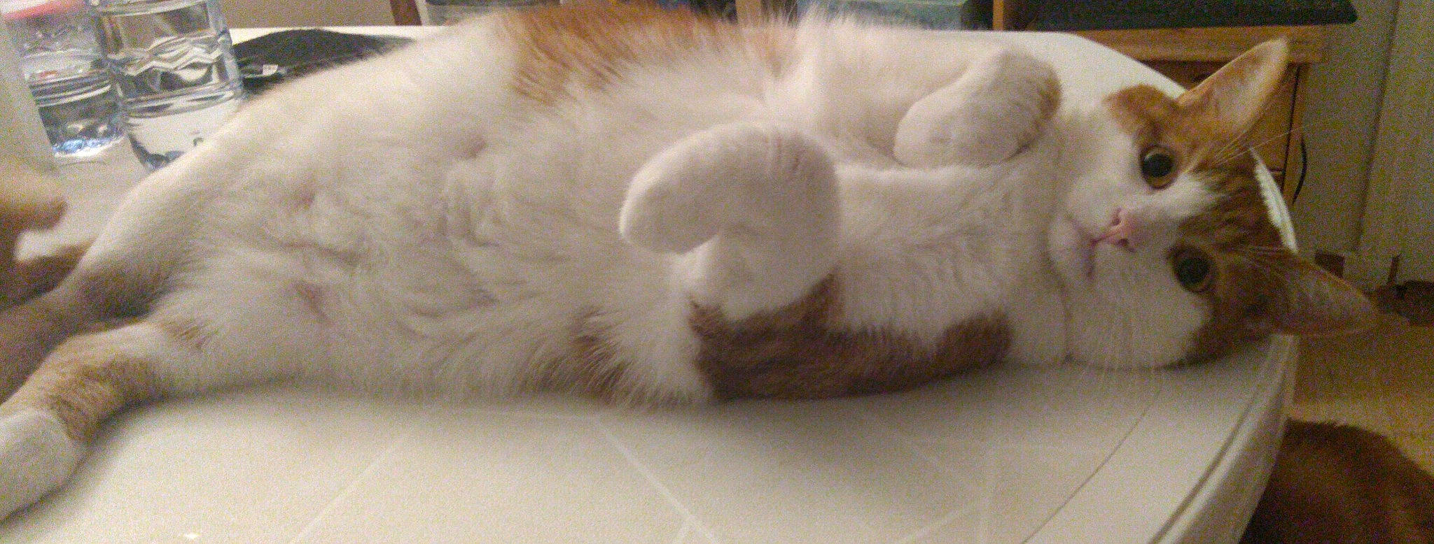 Linux a rejoint le concours — aidez-le/la à gagner de superbes lots ! american_curl, british_longhair, carnivore, cat, claw, domestic_long_haired_cat, fawn, felidae, fur, kitten, norwegian_forest_cat, paw, persian, polydactyl_cat, ragdoll, small_to_medium_sized_cats, tail, turkish_angora, turkish_van, whiskers