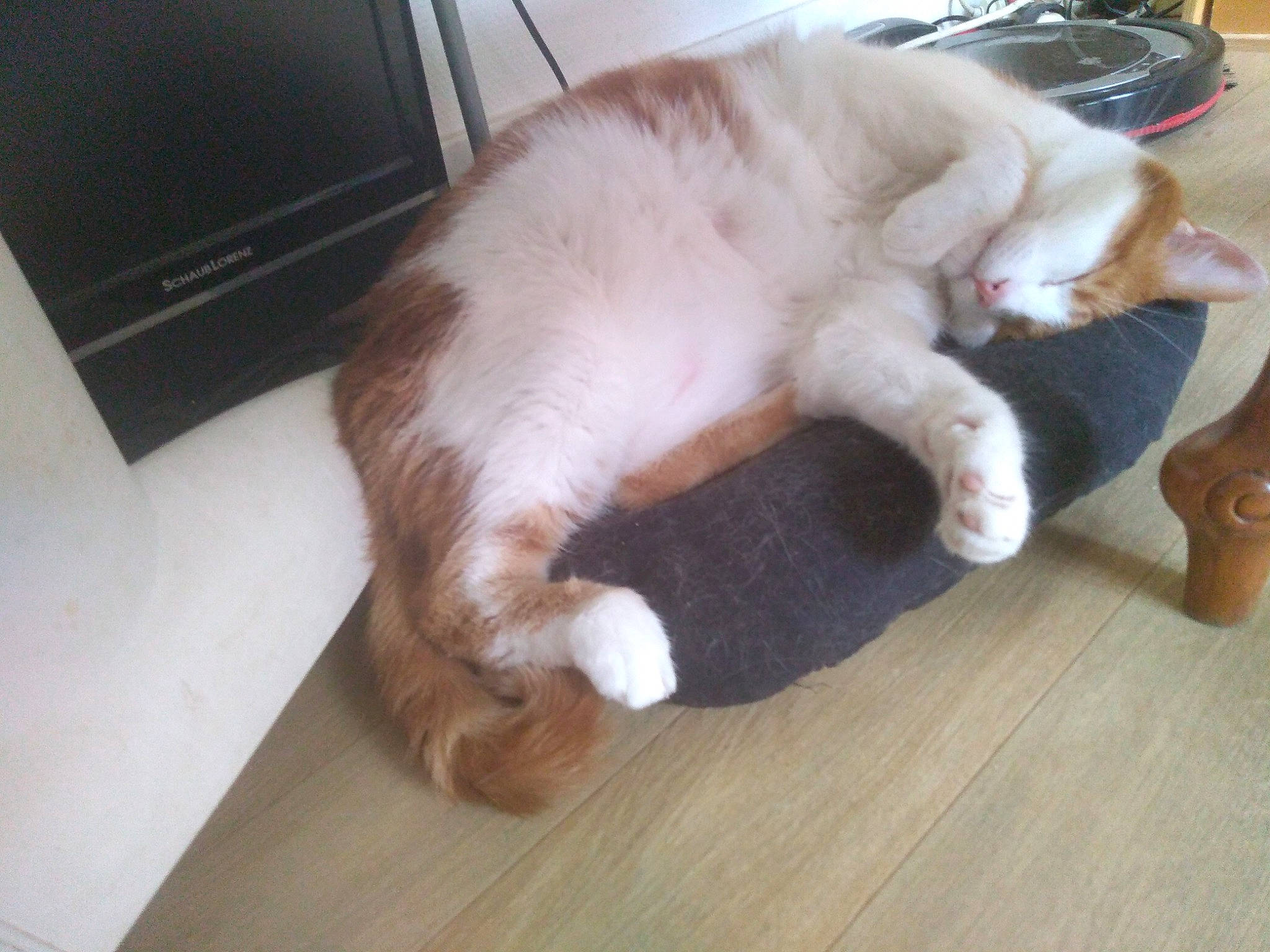 Linux a rejoint le concours — aidez-le/la à gagner de superbes lots ! carnivore, cat, ear, felidae, floor, flooring, fur, hardwood, kitten, leg, paw, polydactyl_cat, skin, small_to_medium_sized_cats, tail, whiskers, wood