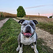 Freya a rejoint le concours — aidez-le/la à gagner de superbes lots ! animal, canine, collar, dirt_road, dog, field, friendly, grass, happy, landscape, nature, outdoor, path, pet, rural, sitting, sky, smiling, sunset, tree