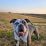 Freya a rejoint le concours — aidez-le/la à gagner de superbes lots ! animal, brown_eyes, canine, collar, dog, ears, field, fur, grass, happy, leash, nature, open_mouth, outdoor, pet, playful, portrait, sky, snout, sunset