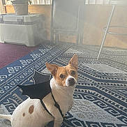 Loki is registered to the contest to win money with this photo: dog, small_dog, bat_wings, costume, indoor, rug, patterned_rug, sunlight, window_light, pet, animal, white_dog, brown_spots, floor, chair, plant, potted_plant, furniture, decor, home