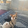 dog, small_dog, bat_wings, costume, indoor, rug, patterned_rug, sunlight, window_light, pet, animal, white_dog, brown_spots, floor, chair, plant, potted_plant, furniture, decor, home