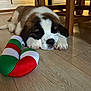 puppy, dog, saint_bernard, sleeping, floor, wooden_floor, toy, plush_toy, red, green, white, indoor, furniture, legs, pet, cute, animal, young_dog, resting, cozy