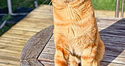 Riki a rejoint le concours — aidez-le/la à gagner de superbes lots ! cat, ginger_cat, outdoor, sunlight, wooden_table, pet, animal, feline, green_background, nature, daylight, whiskers, ears, paws, fur, portrait, looking_up, domestic_cat, relaxed, garden