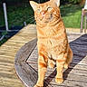 cat, ginger_cat, outdoor, sunlight, wooden_table, pet, animal, feline, green_background, nature, daylight, whiskers, ears, paws, fur, portrait, looking_up, domestic_cat, relaxed, garden