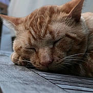Riki participe au concours pour gagner de l'argent avec cette photo : animal, calm, cat, close_up, domestic_animal, ears, face, feline, fur, ginger_cat, nap, nature, outdoor, pet, quiet, relaxed, resting, sleeping, whiskers, wooden_surface