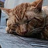 animal, calm, cat, close_up, domestic_animal, ears, face, feline, fur, ginger_cat, nap, nature, outdoor, pet, quiet, relaxed, resting, sleeping, whiskers, wooden_surface