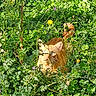 Riki a rejoint le concours — aidez-le/la à gagner de superbes lots ! cat, orange_cat, greenery, wildflowers, plants, foliage, outdoor, nature, animal, pet, camouflage, sunlight, grass, garden, leaf, flower, mammal, whiskers, tail, curious