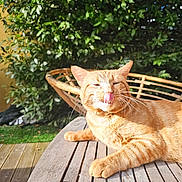 Riki a rejoint le concours — aidez-le/la à gagner de superbes lots ! cat, orange_tabby, tongue_out, wooden_table, outdoor, sunlight, greenery, wicker_chair, pet, relaxed, garden, animal, cute, whiskers, feline, nature, daylight, playful, resting, happy