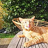 cat, orange_tabby, tongue_out, wooden_table, outdoor, sunlight, greenery, wicker_chair, pet, relaxed, garden, animal, cute, whiskers, feline, nature, daylight, playful, resting, happy