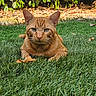 Riki participe au concours pour gagner de l'argent avec cette photo : cat, ginger_cat, grass, outdoor, animal, pet, nature, leaf, fall, greenery, feline, whiskers, ears, relaxed, sunlight, garden, closeup, mammal, wildlife, resting
