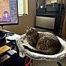 cat, tabby_cat, pet, indoor, computer_desk, monitor, streaming, chat, pc_tower, window, natural_light, carpet, shelf, electronics, cord, relaxed, fluffy_bed, pink_collar, side_view, furniture