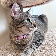 Tabitha joined the competition — help win amazing prizes! cat, tabby, blue_eyes, whiskers, collar, pink_collar, pet, feline, carpet, cat_tree, indoor, close_up, profile, relaxed, animal, cute, domestic_cat, soft_texture, resting, portrait