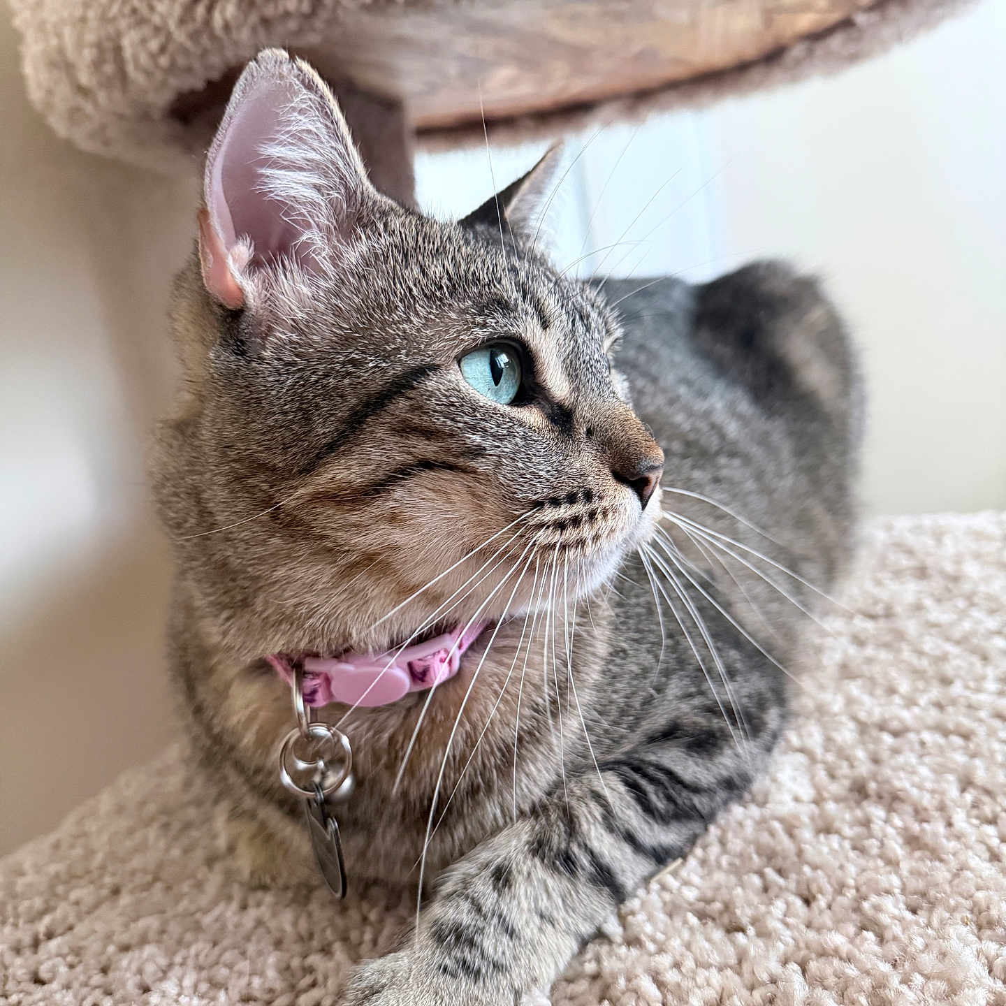 Tabitha