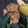 tabby_cat, sleeping_cat, pet, indoor, blanket, plush_toy, avocado_toy, quilt, bed, collar, cozy, resting, feline, fur, animal, domestic_cat, cute, relaxed, comfort, nap