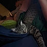 cat, tabby_cat, sleeping, person, tattoo, arm, blanket, indoor, cozy, resting, fur, striped, comfort, nap, human, relaxation, dark, soft, warm, closeup