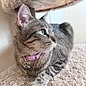 Tabitha is registered to the contest to win money with this photo: cat, tabby, blue_eyes, collar, pet, feline, whiskers, paw, indoor, carpet, relaxed, animal, cute, domestic_animal, fur, mammal, resting, side_view, closeup, pink_collar