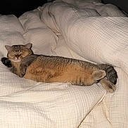 Syrnik is registered to the contest to win money with this photo: animal, bed, blanket, cat, comfort, cozy, cute, domestic_animal, feline, fur, indoor, paws, pet, quilt, relaxed, resting, sleeping, soft, tabby_cat, whiskers