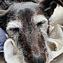 Urlane a rejoint le concours — aidez-le/la à gagner de superbes lots ! animal, blanket, canine, chair, couch, cushion, dog, furniture, homedecor, hound, husky, labradorretriever, linen, person, pet, puppy, sleeping, snout, terrier, towel