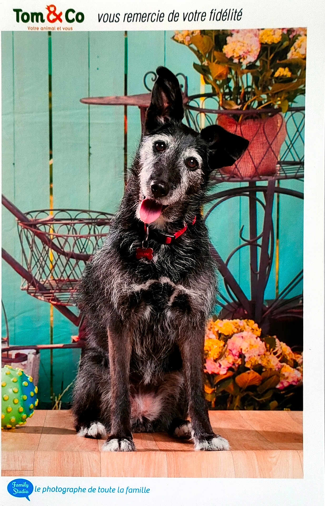 Urlane participe au concours pour gagner de l'argent avec cette photo : accessories, animal, art, canine, dog, floraldesign, flower, flowerarrangement, flowerbouquet, furniture, geranium, graphics, husky, ikebana, indoors, pattern, pet, plant, pottedplant, puppy