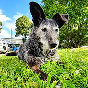 Urlane participe au concours pour gagner de l'argent avec cette photo : alloywheel, animal, canine, car, carwheel, dog, field, grass, grassland, machine, nature, outdoors, pet, plant, puppy, spoke, tire, transportation, vehicle, wheel