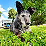 alloywheel, animal, canine, car, carwheel, dog, field, grass, grassland, machine, nature, outdoors, pet, plant, puppy, spoke, tire, transportation, vehicle, wheel